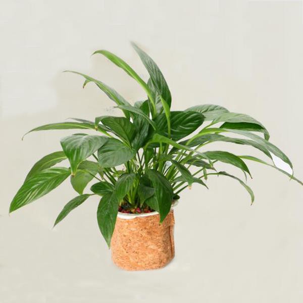 Customize Recyclable Cork Flower Pot